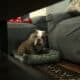 Rare AKC Lilac Micro Bulldog – Available for Adopt