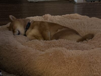 Free Shiba Inu