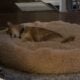 Free Shiba Inu