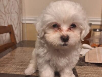 Puppy