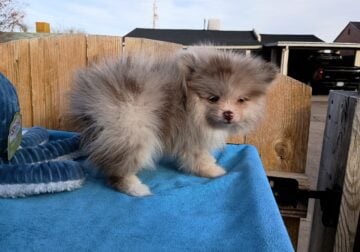 Chocolate Merle Pomeranian