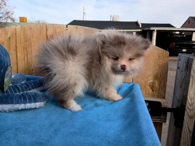 Chocolate Merle Pomeranian