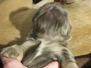 Isabella fluffy lilac tri french bulldog puppy