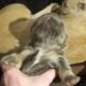 Isabella fluffy lilac tri french bulldog puppy