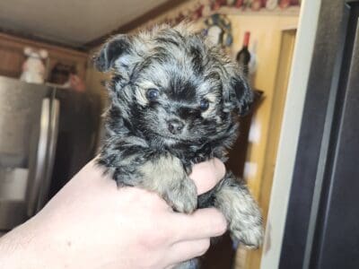 Beautiful Long haired Chihuahua 1/4 toy poodle