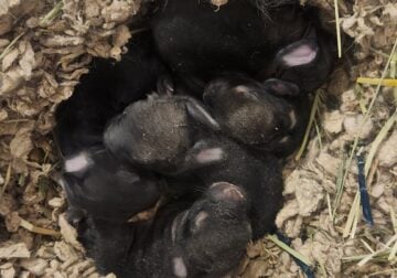 Holland lop bunnies
