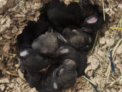 Holland lop bunnies