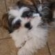 Xander, male Malshi/Peke