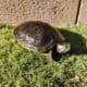Turtles