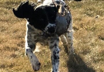 Older Springer Spaniel