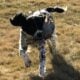 Older Springer Spaniel