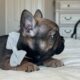 AKC frenchie male- Bear