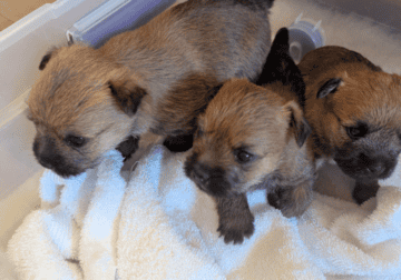 Cairn Terrier puppies