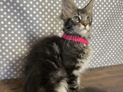 Maine Coon Kittens 1 Girl Left, Last of Her Litter