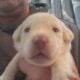 Labrador retriever chocolate and yellow