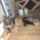 Sable german shepherd
