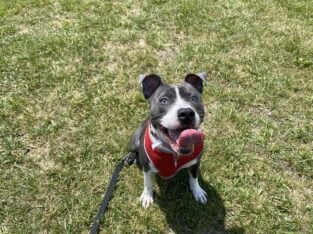Blue nose girl pit