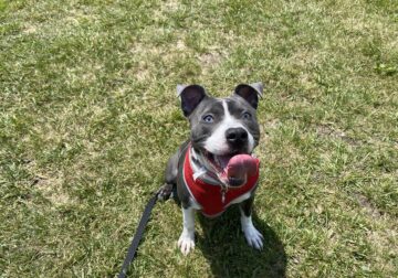 Blue nose girl pit
