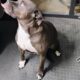 9 week old female pitbull puppy