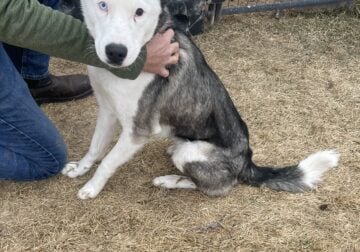 Rehome fun loving Husky