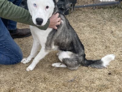 Rehome fun loving Husky