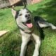 Sweet Siberian Husky