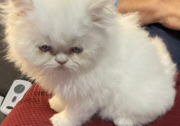 White Persian Male Kitten