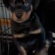 Rotterman Puppies Rottweiler Doberman 10 weeks old