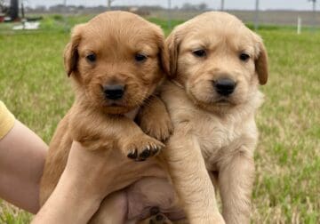 Golden retriever pups