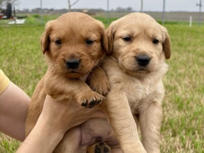 Golden retriever pups