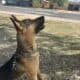 FREE Germen Shepherd Mix