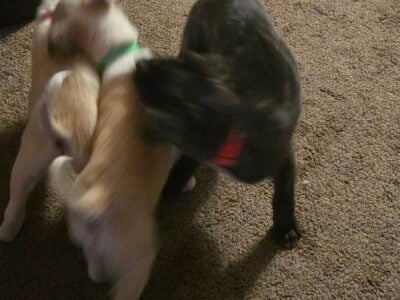 Puppies for adoption