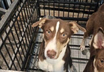 Puppies free to good home