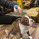 Hart, handsome red Boston terrier