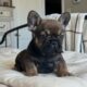 AKC frenchie male- Bear