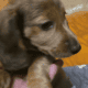 MINI Dachshunds