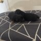 Yorkie