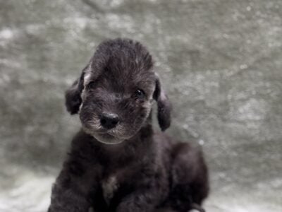 Bedlington Terrier Puppies