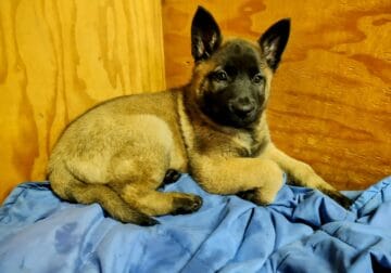 3 Female puppies