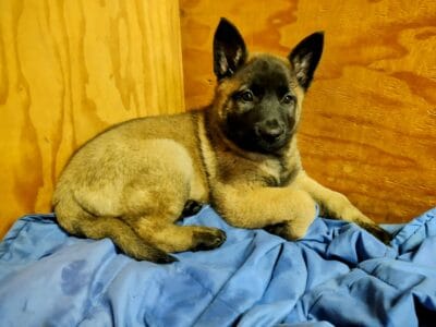 3 Female puppies