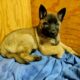 3 Female puppies