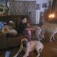 English mastiff pups