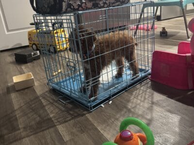 Cute Mini poodle