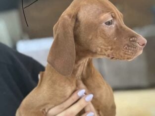 Full Bread Vizsla pups male and female
