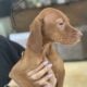 Full Bread Vizsla pups male and female
