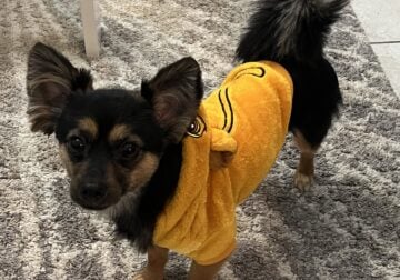 Active and Affectionate 1.5 Year Old Chi Pom (Male