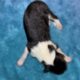 AKC Rough collies ready for homes April 10th 2025