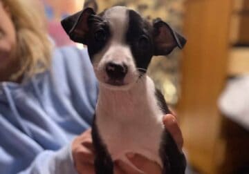 Italian greyhound s
