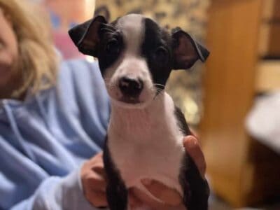 Italian greyhound s
