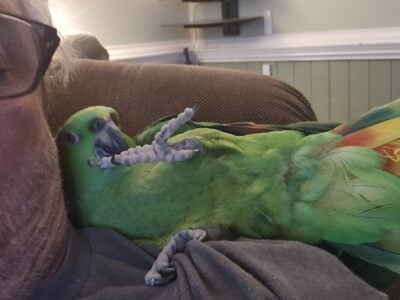 Amazon parrot